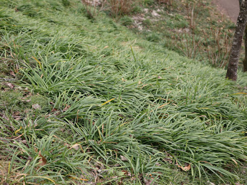 Lycoris radiata