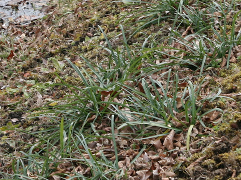 Lycoris radiata