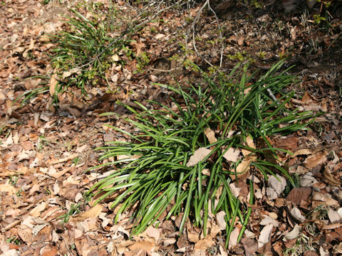 Lycoris radiata