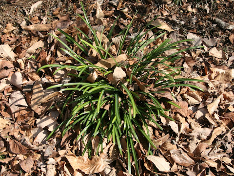 Lycoris radiata