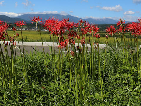 Lycoris radiata