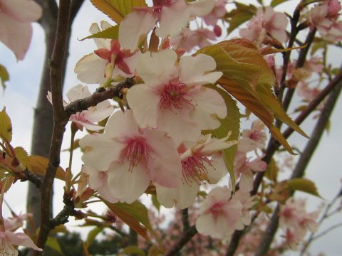 Prunus subhirtella