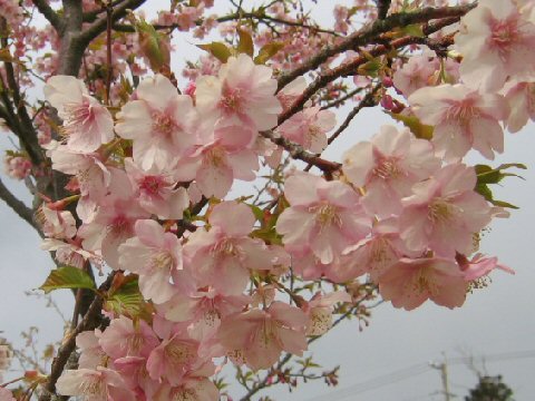 Prunus subhirtella