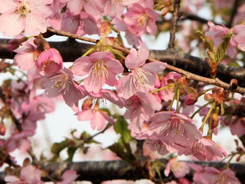 Prunus subhirtella