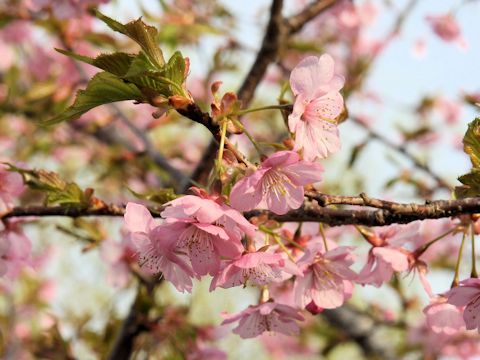 Prunus subhirtella