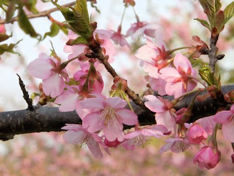 Prunus subhirtella