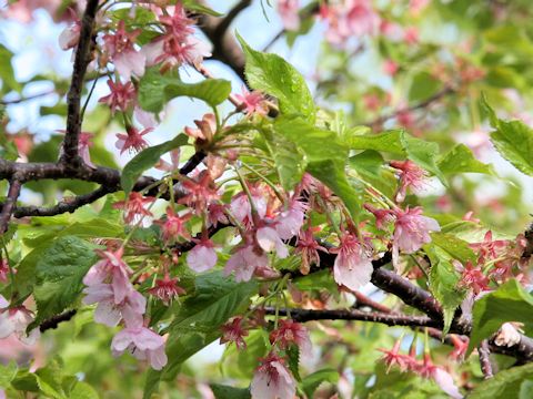 Prunus subhirtella