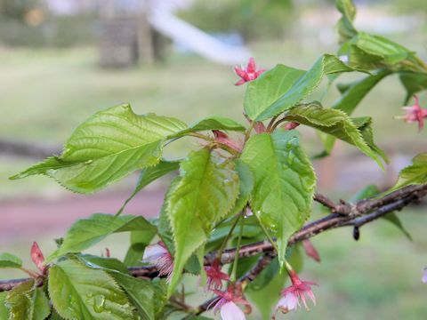 Prunus subhirtella