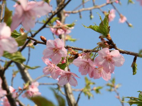 Prunus subhirtella