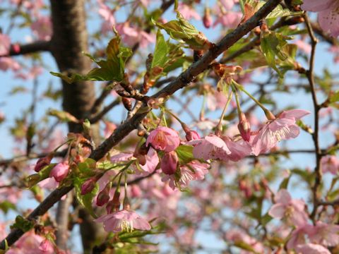 Prunus subhirtella