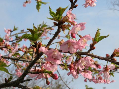 Prunus subhirtella