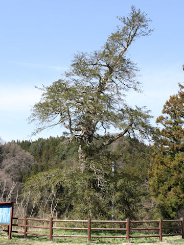 Torreya nucifera var. nucifera f. macrosperma