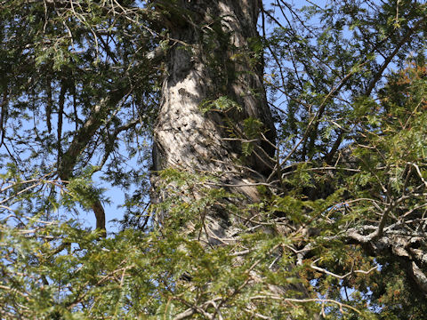 Torreya nucifera var. nucifera f. macrosperma