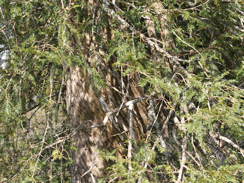 Torreya nucifera var. nucifera f. macrosperma