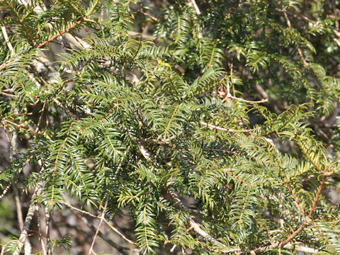 Torreya nucifera var. nucifera f. macrosperma