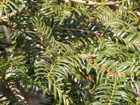 Torreya nucifera var.nucifera f.  macrosperma