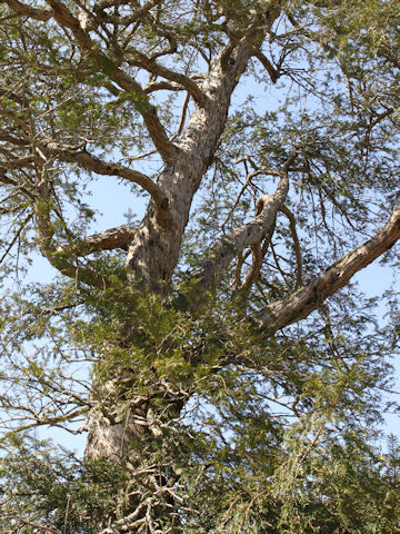 Torreya nucifera var. nucifera f. macrosperma