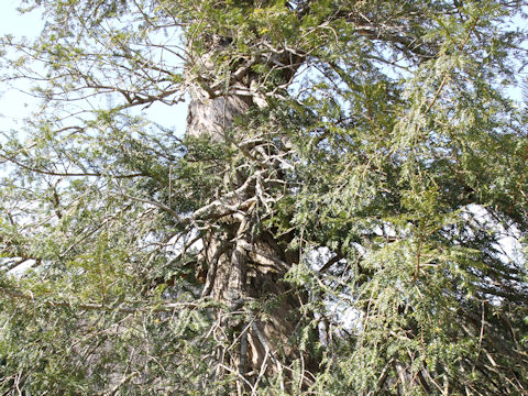 Torreya nucifera var. nucifera f. macrosperma