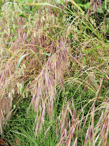 Bromus rigidus