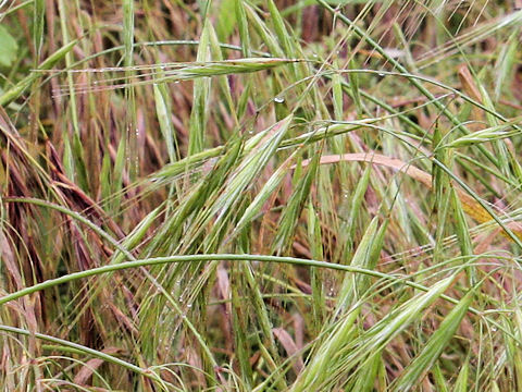 Bromus rigidus