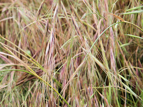 Bromus rigidus