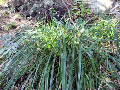 Carex oahuensis var. robusta