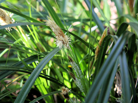 Carex oahuensis var. robusta