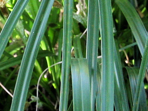 Carex oahuensis var. robusta