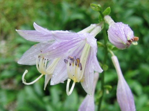 Hosta longipes var. gracillima