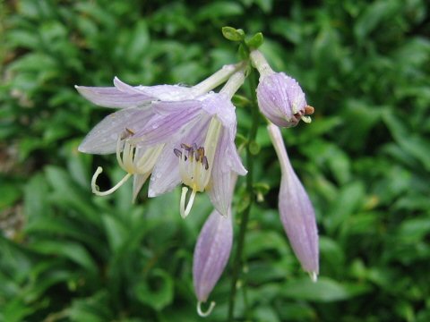 Hosta longipes var. gracillima