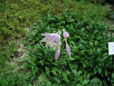 Hosta longipes var. gracillima