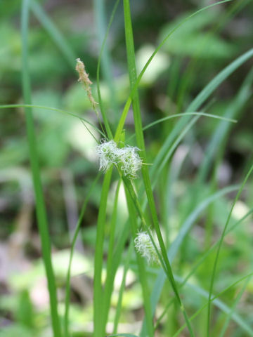 Carex japonica