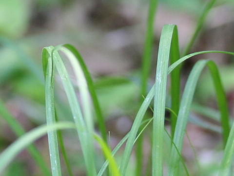 Carex japonica