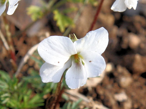 Viola chaerophylloides var. sieboldiana