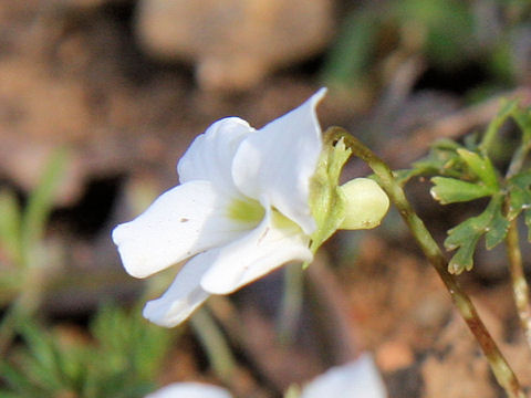 Viola chaerophylloides var. sieboldiana