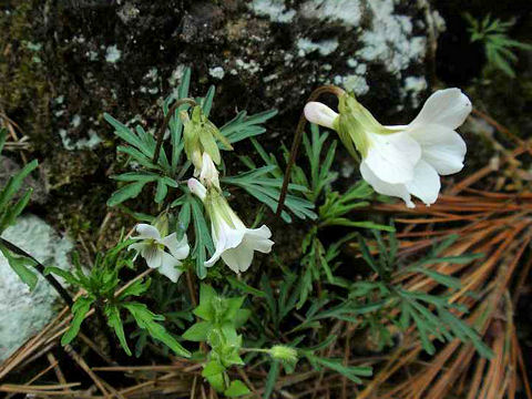 Viola chaerophylloides var. sieboldiana