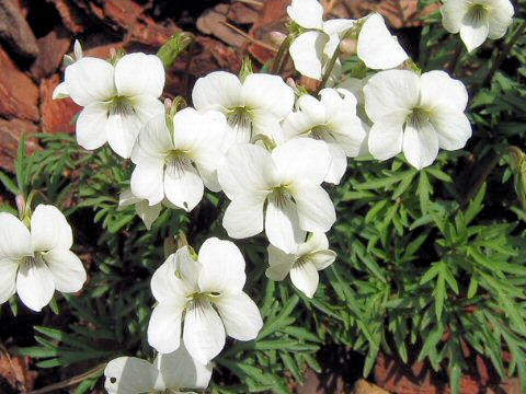 Viola chaerophylloides var. sieboldiana