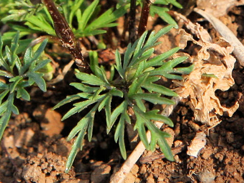 Viola chaerophylloides var. sieboldiana