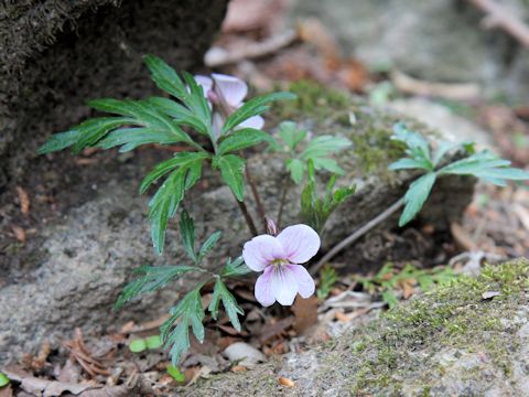 Viola chaerophylloides var. sieboldiana