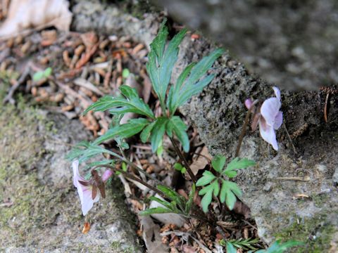 Viola chaerophylloides var. sieboldiana