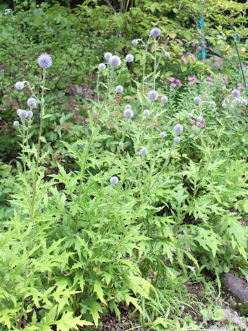 Echinops setifer