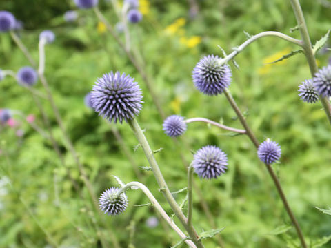 Echinops setifer