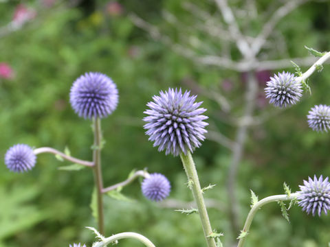 Echinops setifer