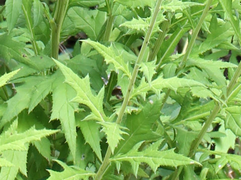 Echinops setifer