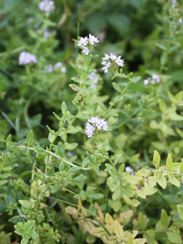 Mentha japonica