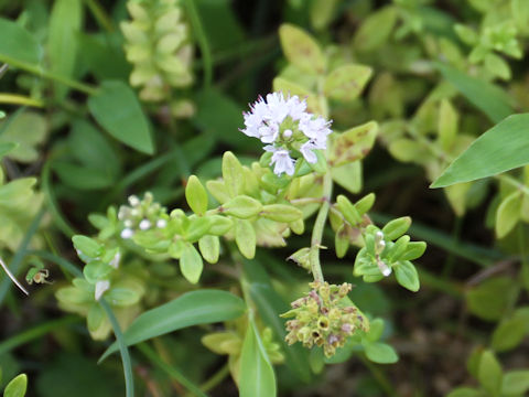 Mentha japonica