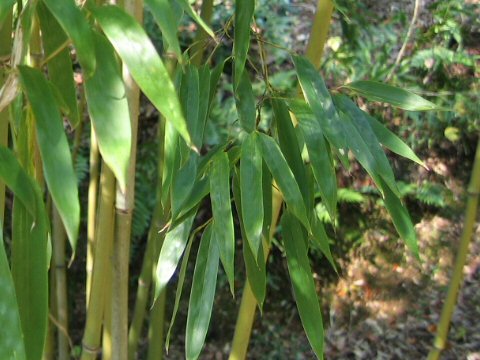 Phyllostachys humilis