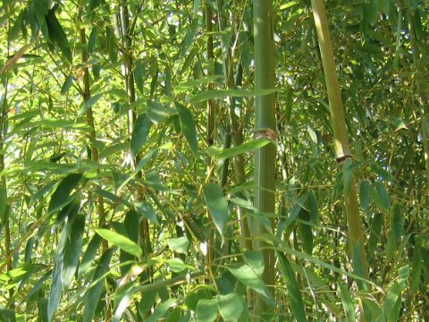 Phyllostachys humilis