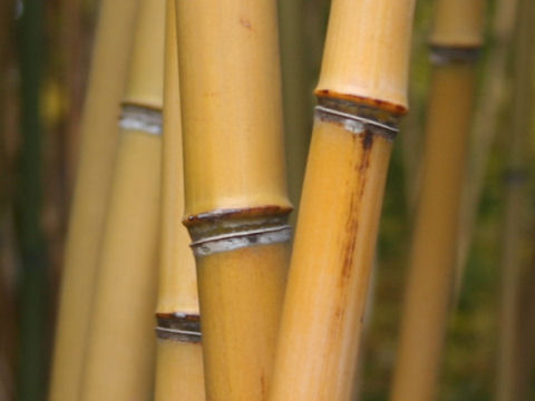 Phyllostachys humilis