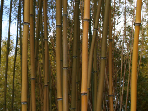 Phyllostachys humilis